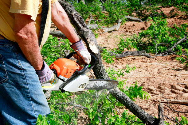 The Steps Involved in Our Tree Care Process in Covington, KY